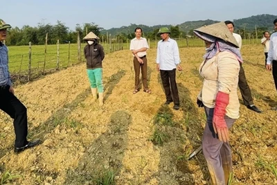 Hồi sinh màu xanh trên đất 'chết'