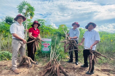 Nông dân Gia Lai trúng mùa mì nhờ giống sạch bệnh