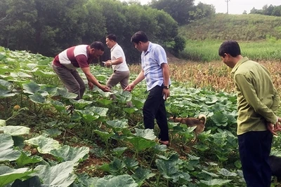 Về Tân An - 'Mù lử gia tuờ'