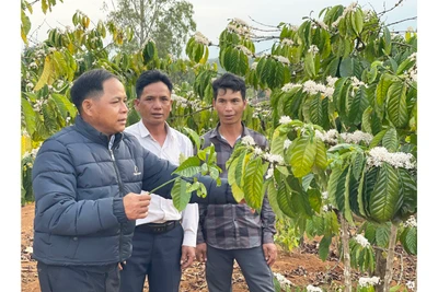 Đổi thay ở làng căn cứ cách mạng Đak Bok