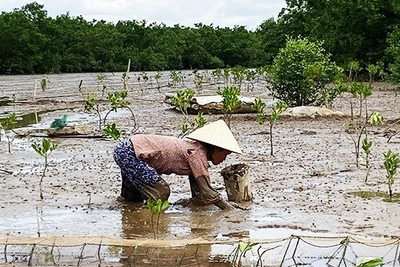 Cơm áo nhờ rừng ngập mặn