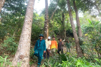 Gia Lai căng mình ngăn lửa, giữ rừng