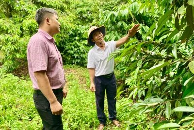 Những tỷ phú “chân đất” ở Ia Tô