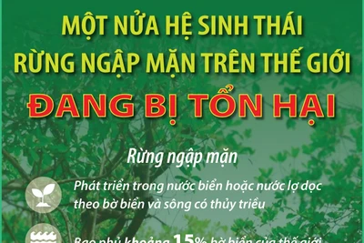 Một nửa hệ sinh thái rừng ngập mặn trên thế giới đang bị tổn hại