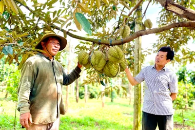 Trồng sầu riêng theo tiêu chuẩn VietGAP để xuất khẩu