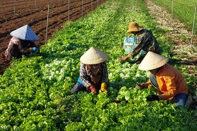 Đak Pơ phát triển nhãn hiệu gắn với tiêu thụ sản phẩm rau củ quả