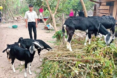 Krông Pa: Tiếp thêm động lực để hộ nghèo vươn lên