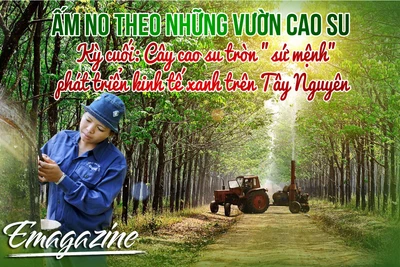 Ấm no theo những vườn cao su - Kỳ cuối: Cây cao su tròn "sứ mệnh" phát triển kinh tế xanh trên Tây Nguyên