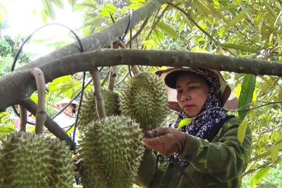 Buôn làng khởi sắc nhờ chuyển đổi cây trồng