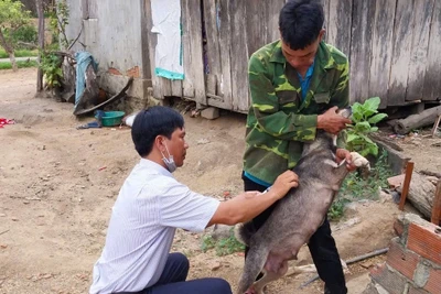 Nghiêm túc, quyết liệt hơn trong phòng-chống bệnh dại tại Gia Lai