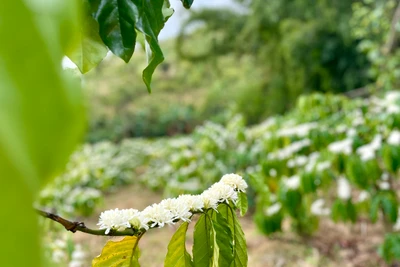 Sức sống Hà Đông