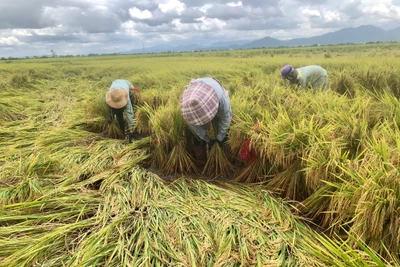 Mưa bão làm lúa của người dân trên địa bàn tỉnh Gia Lai bị ngã đổ và thiệt hại nặng. Ảnh: Lê Nam