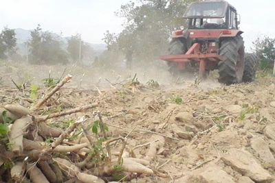 Người dân huyện Krông Pa thu hoạch mì, đây là một trong những cây trồng chủ lực của huyện. Ảnh: Lê Nam 