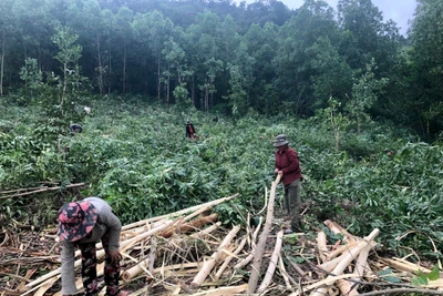 Người dân làng Đê Chơ Gang (xã Phú An, huyện Đak Pơ) thu hoạch rừng trồng keo. Ảnh: Lê Nam