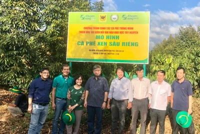 Các chuyên gia, nhà khoa học tham quan và kiểm tra mô hình cà phê xen sầu riêng tại xã Ia Nhin, huyện Chư Păh. Ảnh: Lê Nam