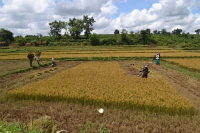 Năng suất giống ĐT100 đạt từ 65-70 tạ/ha, giống HN6 đạt từ 60-65 tạ/ha cao hơn so với giống chủ lực (HT1) đang làm trên địa phương