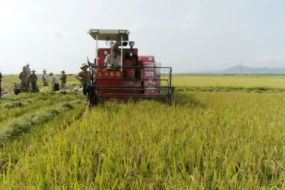 Người dân đang thu hoạch lúa vụ Đông Xuân