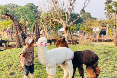 Nông trại ở Gia Lai hút khách nhờ nuôi lạc đà Alpaca