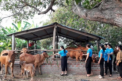 Học tập mô hình phát triển kinh tế tiêu biểu của phụ nữ Krông Pa