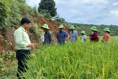 Hội thảo đầu bờ mô hình sản xuất lúa gạo chất lượng cao