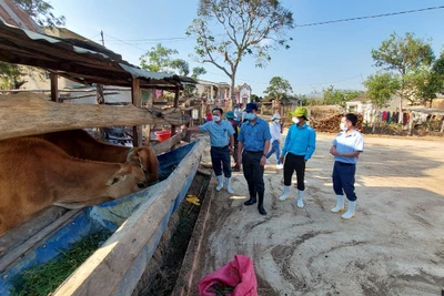 Kiểm tra tình hình dịch bệnh động vật tại huyện Mang Yang