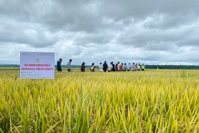 Hội thảo đầu bờ giống lúa nước chất lượng cao