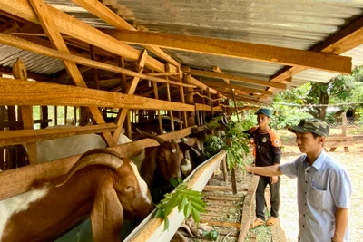 Nhiều thanh niên DTTS được đào tạo nghề nông nghiệp để áp dụng phát triển kinh tế gia đình. Ảnh: Hà Duy