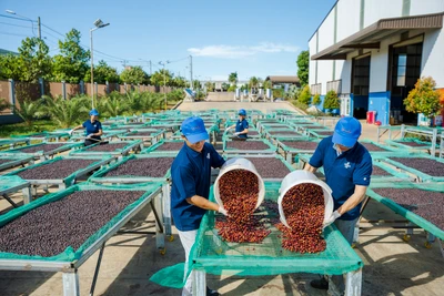 Gia Lai đang nỗ lực đưa công nghệ cao vào sản xuất nông nghiệp nhằm tăng năng suất, góp phần thúc đẩy tăng trưởng xanh. Ảnh: Hà Duy