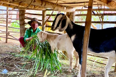 Nhiều hộ dân người đồng bào dân tộc thiểu số tại Gia Lai đã mạnh dạn vay vốn chính sách với lãi suất ưu đãi để phát triển kinh tế gia đình. Ảnh Hà Duy