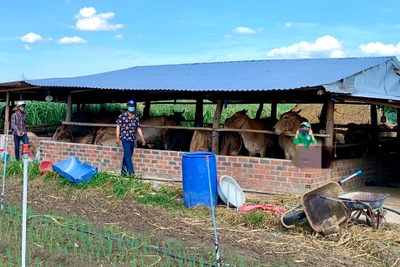 Đak Đoa triển khai đồng bộ, quyết liệt các giải pháp phòng, chống bệnh động vật. Ảnh: Hà Duy