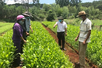 Gia Lai: Quy định đơn giá trồng rừng thay thế khi chuyển mục đích sử dụng sang mục đích khác