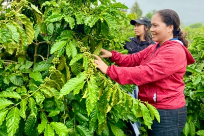 Nhiều HTX mong được tiếp cận nguồn vốn vay ưu đãi để phục vụ hoạt động sản xuất kinh doanh, nâng cao năng lực cạnh tranh. Ảnh: Hà Duy