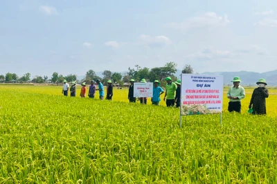 Các hộ dân cùng tham gia hội thảo đầu bờ tại cánh đồng xã Chư Mố. Ảnh: Vũ Chi