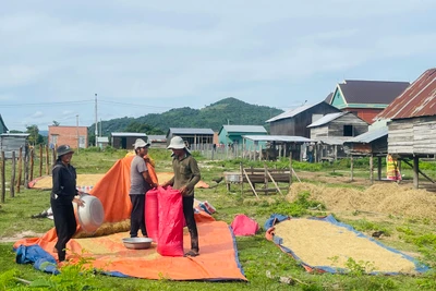 Người dân khu tái định cư buôn Du (xã Chư Rcăm, huyện Krông Pa) tích cực tăng gia sản xuất, cải thiện cuộc sống. Ảnh: Vũ Chi