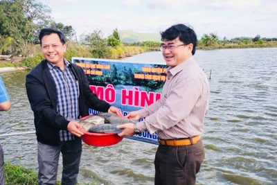 Sau 4 tháng triển khai, 1 con cá rô phi đơn tính Genomar Na Uy thương phẩm đạt trọng lượng khoảng 1 kg. Ảnh: Lê Tám