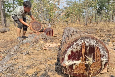 Rừng biên giới Ia Mơr bị xâm phạm nghiêm trọng