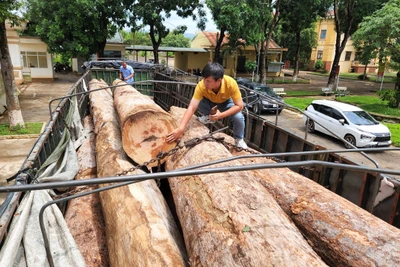 Bắt giữ vận chuyển gỗ trái phép ở Ia Grai