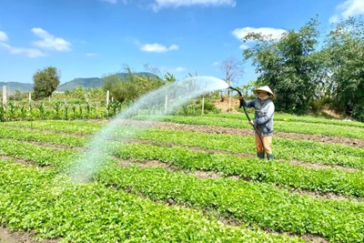 Dự báo, cảnh báo thời tiết trong tháng 7 trên địa bàn tỉnh Gia Lai