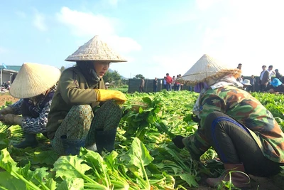 Tìm giải pháp xây dựng thương hiệu gắn với thị trường tiêu thụ Rau Đak Pơ