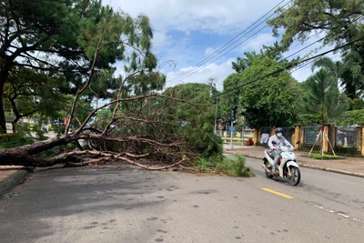 Pleiku: 1 cây thông trên đường Trần Hưng Đạo ngã bật gốc