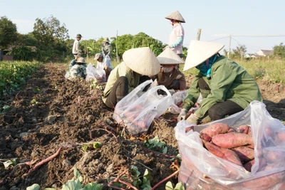 Khoai lang rớt giá, địa phương kêu gọi hỗ trợ kết nối tiêu thụ 