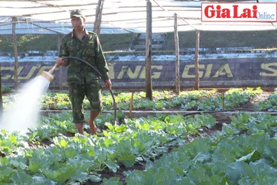 Chủ động tăng gia sản xuất phục vụ Tết Nguyên đán