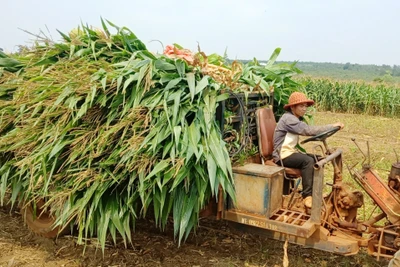 Chư Sê chuyển đổi hơn 300 ha cây trồng kém hiệu quả