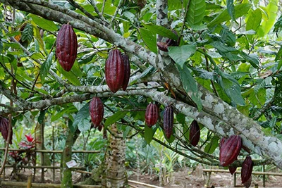 Giá cacao giảm 25%