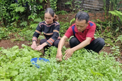 Rmah H’Byên: Nữ công nhân cao su tận tụy với nghề