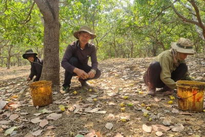 Người dân Ia Grai buồn rầu vì điều mất mùa, rớt giá