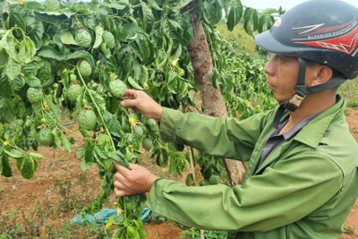 Mang Yang: Vườn chanh dây của người dân bị kẻ gian cắt đứt gốc cây