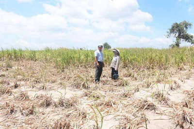 Kbang: Triển khai quyết liệt các giải pháp cấp bách phòng-chống hạn