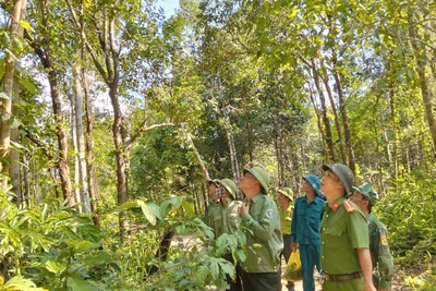 Gia Lai ban hành kế hoạch hành động thích ứng với quy định không gây mất rừng