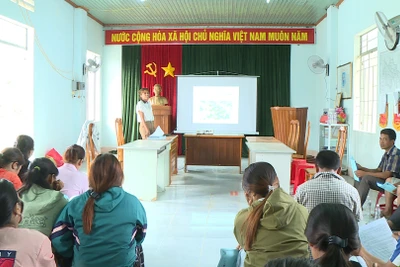 Phòng-chống bệnh khảm lá virus trên cây mì